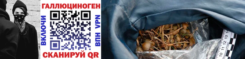 Купить где  Видное  Галлюциногенные грибы Psilocybe 